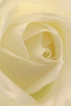 A single, radiant white rose unfurls its velvet petals in this intimately detailed portrait, expertly crafted by Bexley Florist for their cherished Bexley customers. Soft cream and pale golden tones swirl toward the centre, their undulating textures suggesting silk and capturing the light with a mellow, dreamlike quality. The lighting is gentle, echoing the calm that settles over Northumberland Heath as the day begins-a pause filled with anticipation and affection. Each petal's translucency is delicately rendered, inviting you to imagine tracing its curve as a reassuring gesture. Such a rose makes a thoughtful companion for meaningful life events-a quiet celebration, a tender apology, or an anniversary marked by enduring love. The fragrance is subtle and pure, mingling comfort with grace, as if lingering behind after a heartfelt conversation on Bexley High Street. Here, timeless artistry meets local sensibility, offering a touch of elegance and sincerity, crafted with care and delivered fresh to homes and occasions throughout the community.